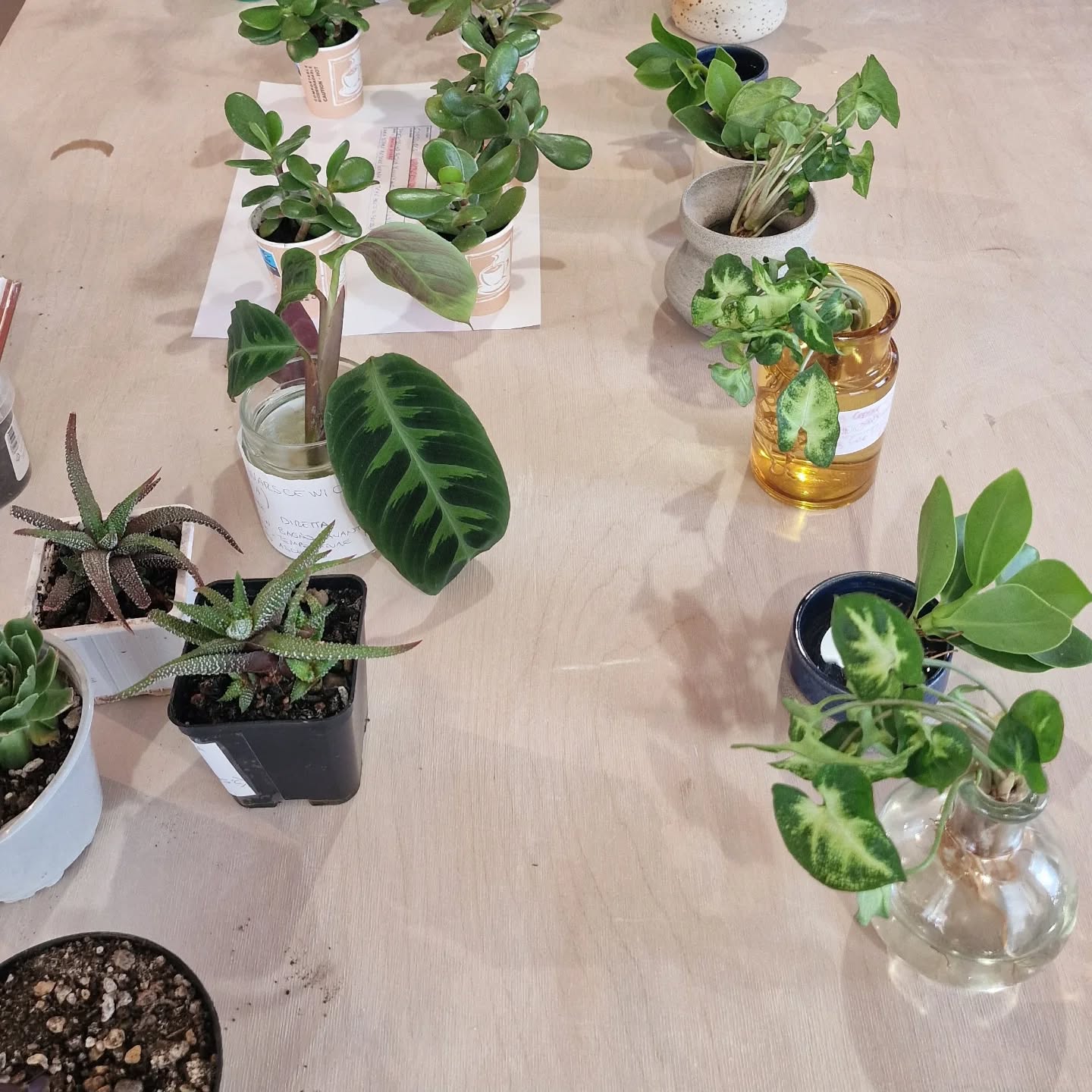 Bottega-botanica-B