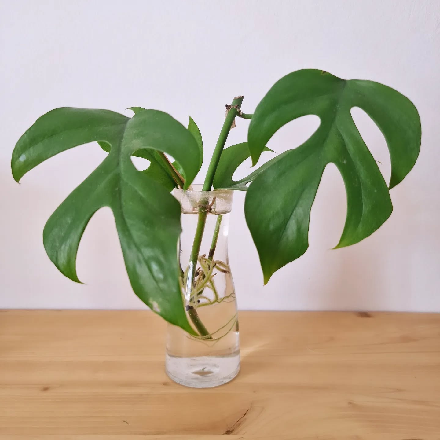 Bottega-botanica