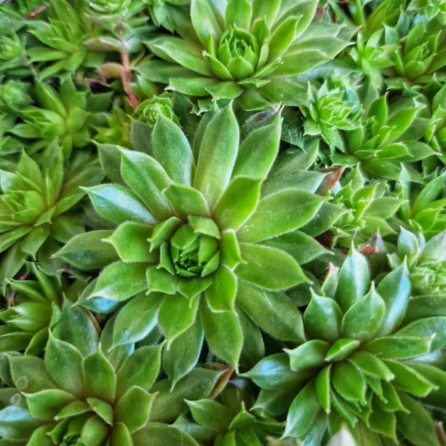 Pellerina
